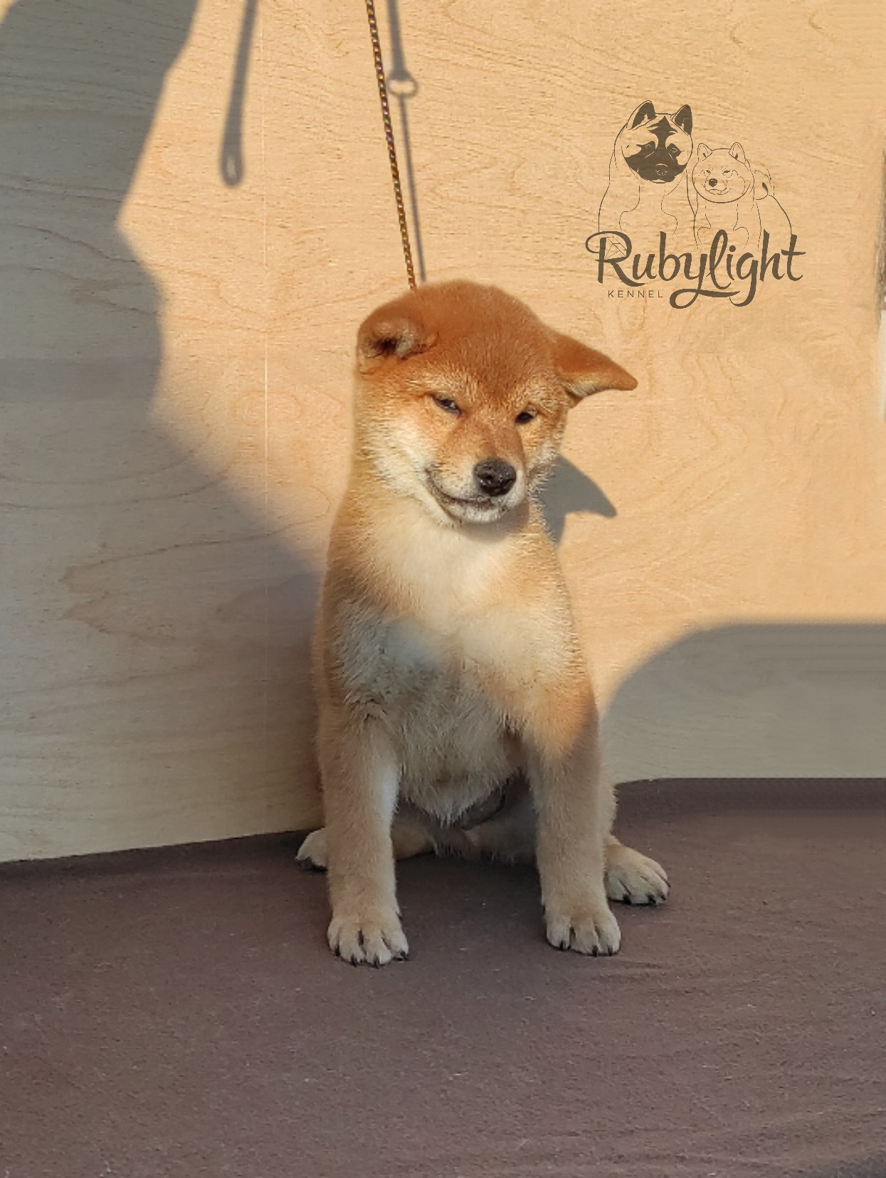 сиба питомник Рубилайт щенки на продажу rubylight  сиба щенки купить