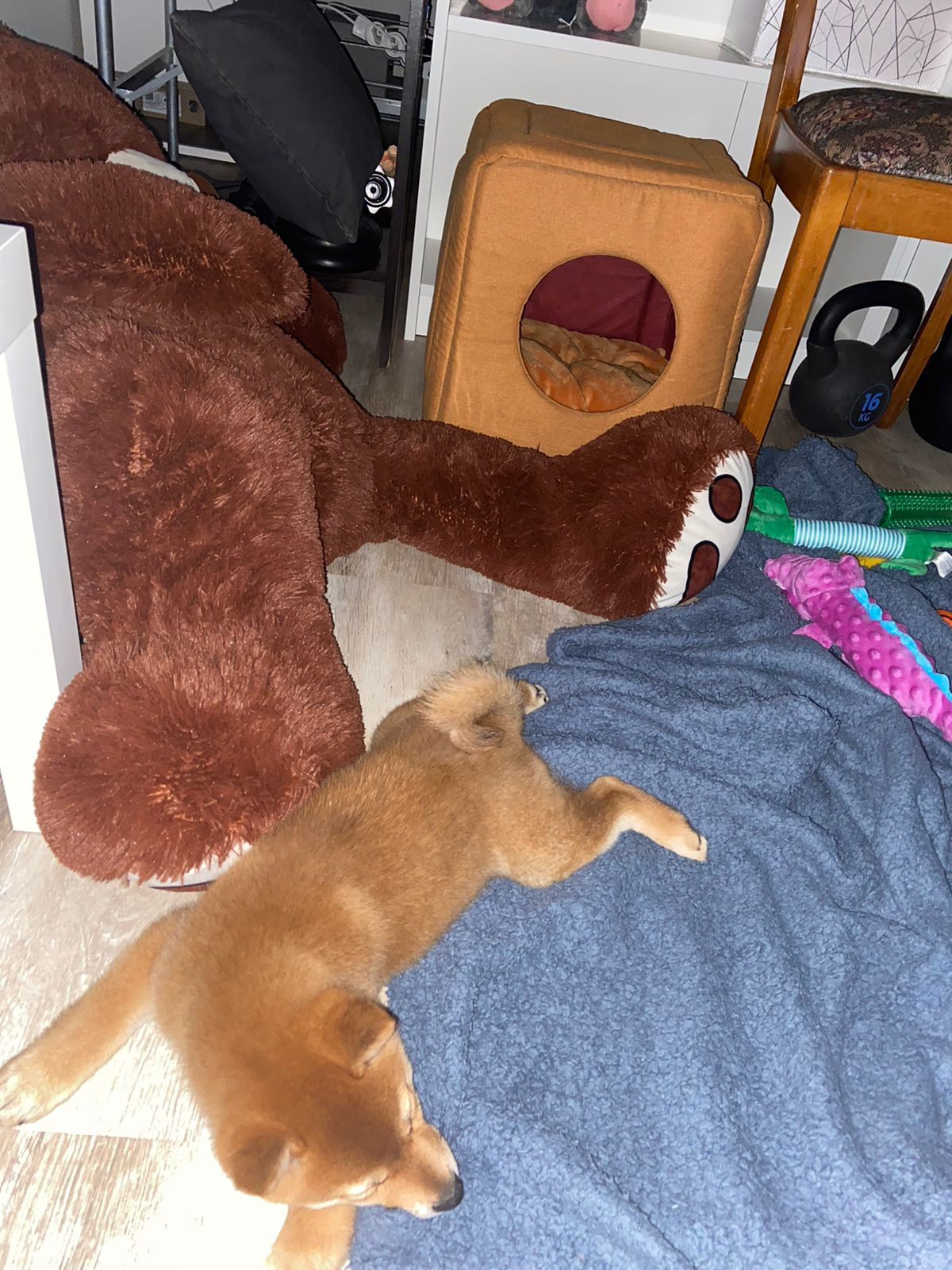 сиба питомник Рубилайт щенки на продажу rubylight  сиба щенки купить