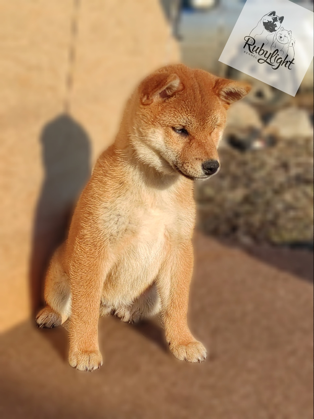 сиба питомник Рубилайт щенки на продажу rubylight  сиба щенки купить