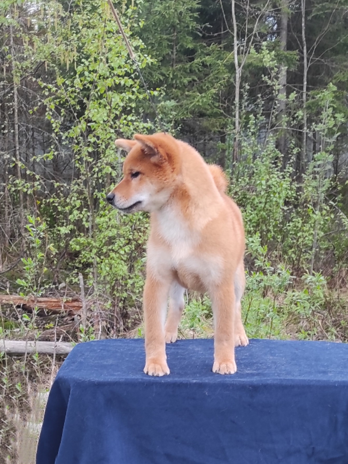 сиба питомник Рубилайт щенки на продажу rubylight  сиба щенки купить