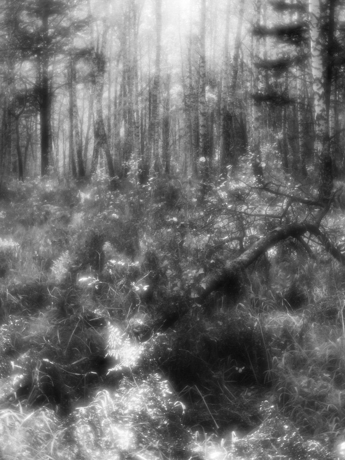 Portfolio. Estetyka