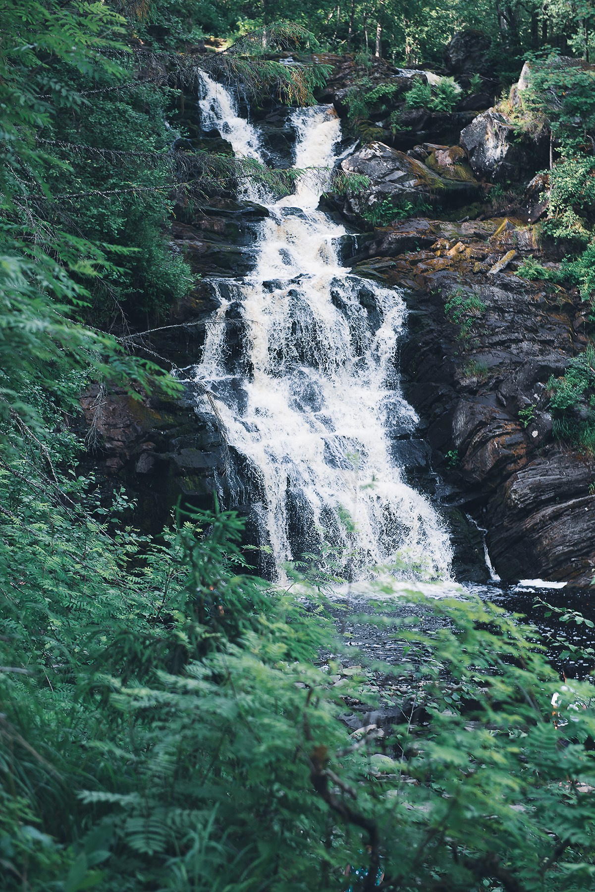 Карелия. Фотограф-анималист Наталья Светличная