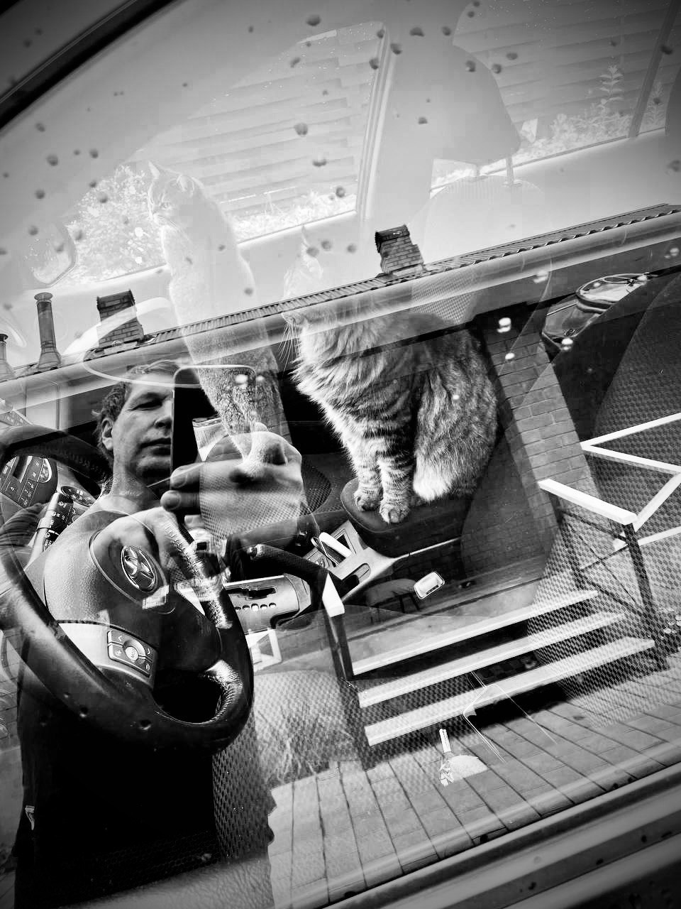 Коты и кошки. Фотографии домашних питомцев. Алекс Ком. Автомобильный фотограф и детский писатель из Москвы