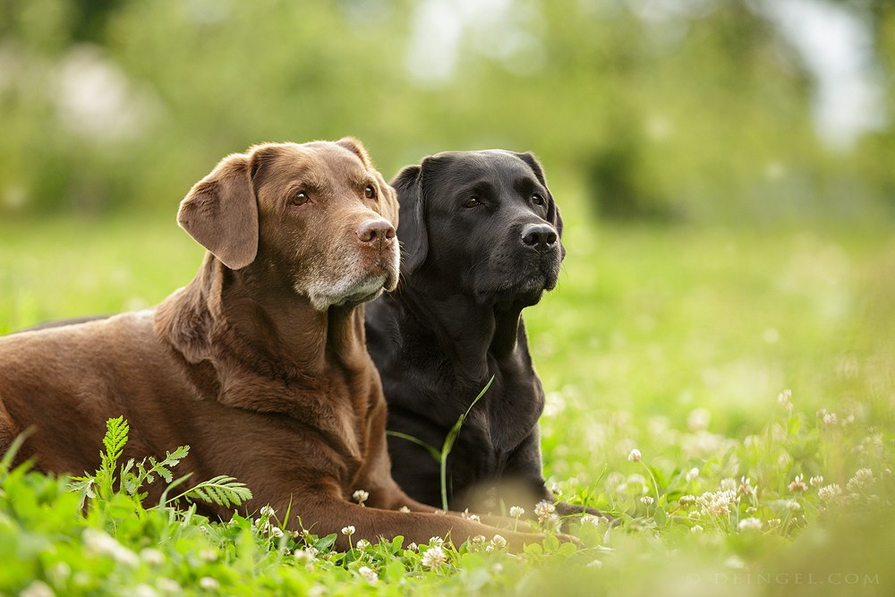 Съёмки собак на природе. Фотограф-анималист Natalia Deingel | Фотосъемка собак в Москве