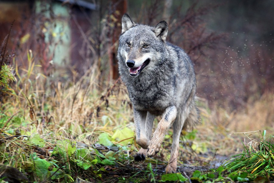 Свадьба минск, свадебный фотограф, минск фотограф, репортажной фотограф Беларусь,  фотограф в Минске, Алексей Матюшков, фоторепортер Беларуси, Репортажная съемка мероприятий,  Дни рождения, праздники