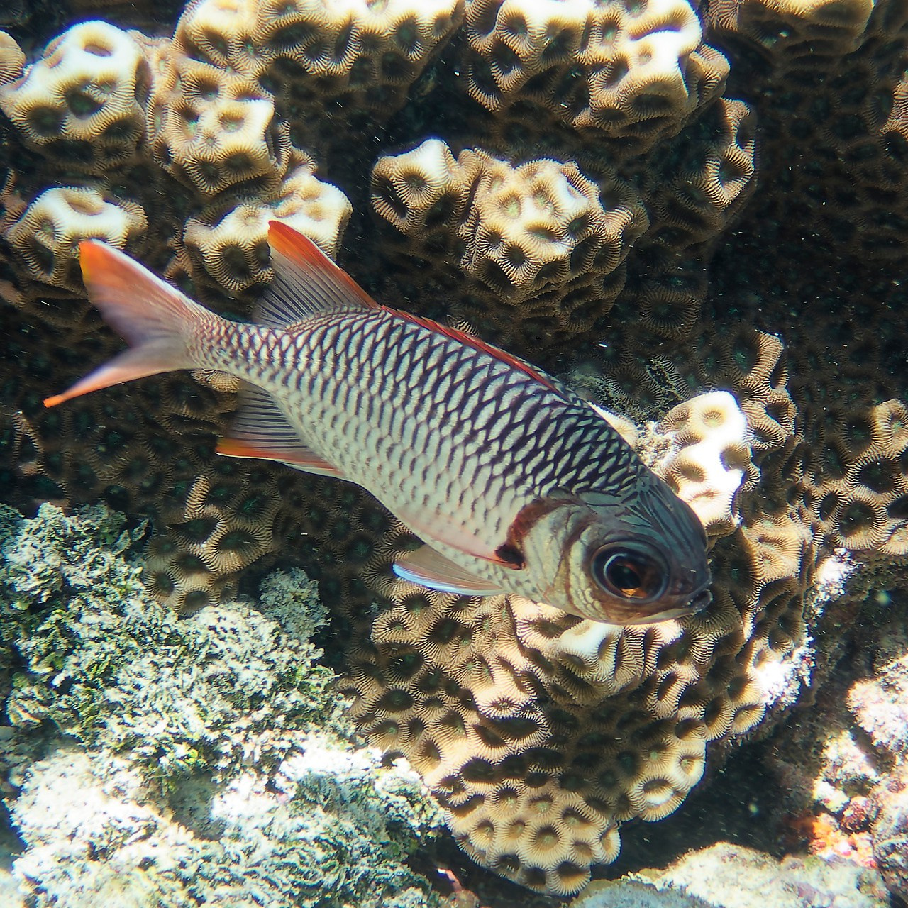 Мне посмотреть. Рыбов показываю