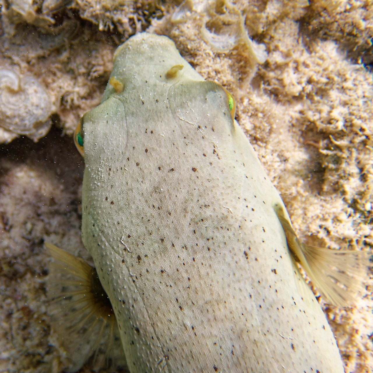 Мне посмотреть. Рыбов показываю