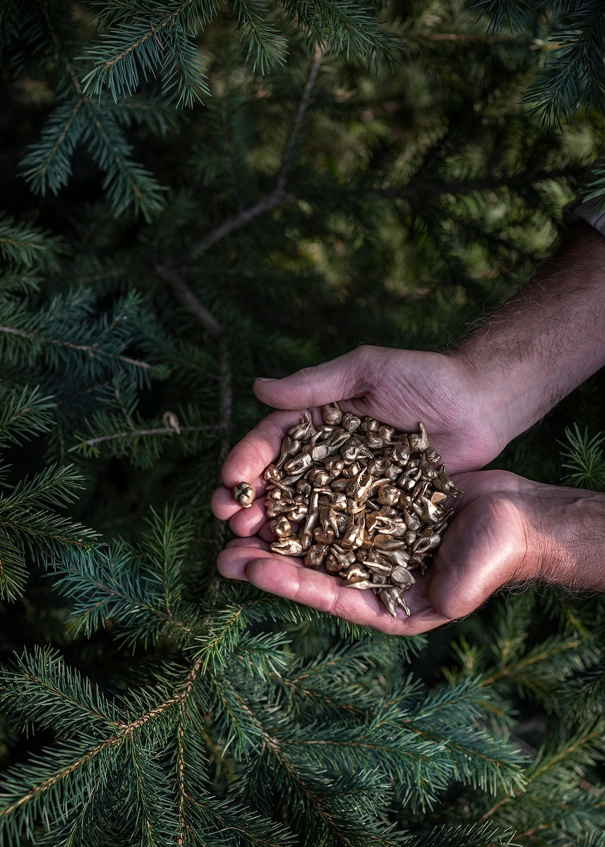 Атлас первого снега серия фотографий. Елена Аносова — художница и исследовательница, куратор и лектор
