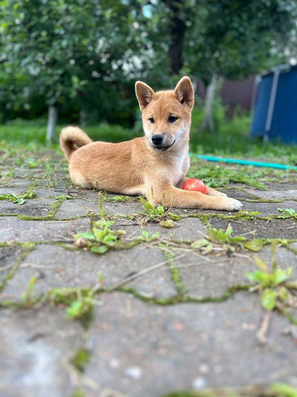 сиба питомник Рубилайт щенки на продажу rubylight  сиба щенки купить СПб Санкт-Петербург