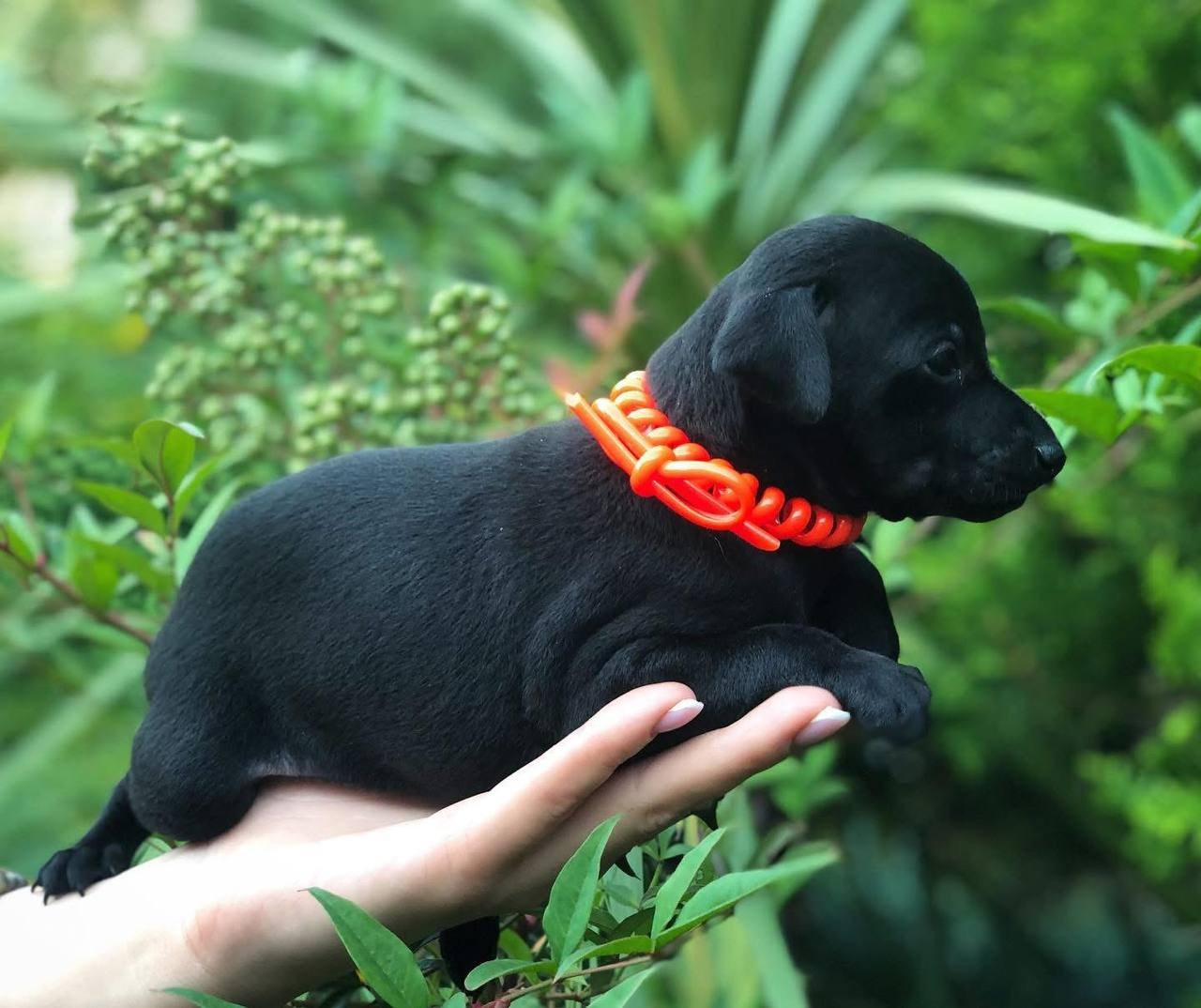 Asti Sapphire Olympia. Профессиональный питомник левреток РКФ/FCI ASTI SAPPHIRE 💎 Сочи|Санкт-Петербург