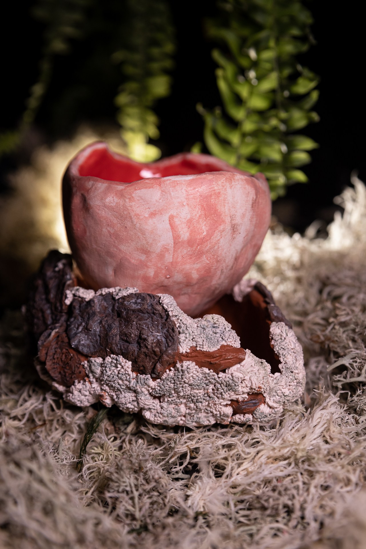 Горшок «Саркосцифа»  НЕТ В НАЛИЧИИ. Катя Цвет