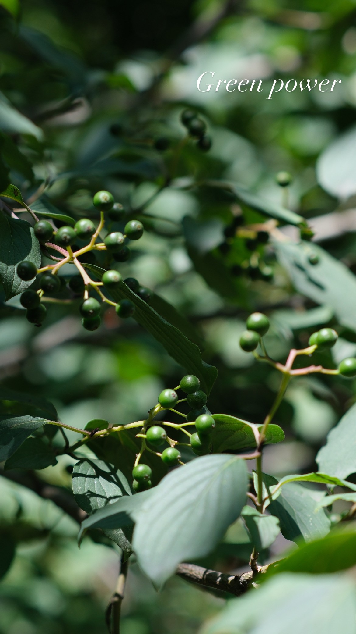 Природа. Художница в Алматы Мухамед-Рахимова Джамиля