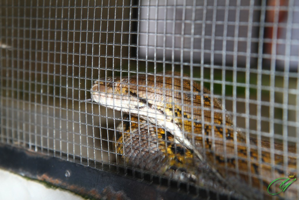 Тайланд. Пхукет 2013. Улица, люди, жизнь…