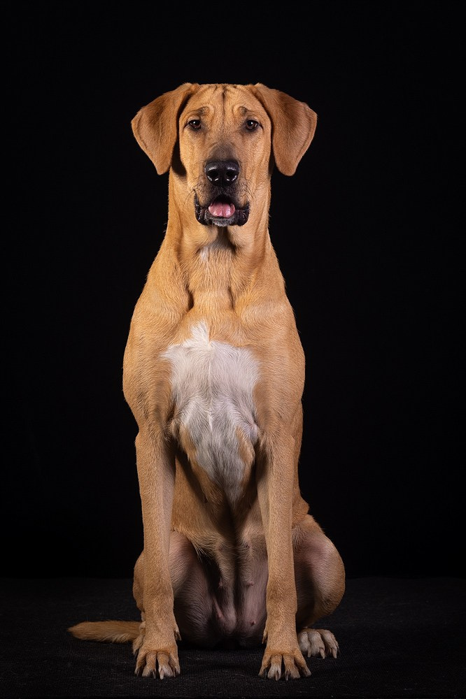 Студийная съёмка собак. Фотограф-анималист Natalia Deingel | Фотосъемка собак в Москве