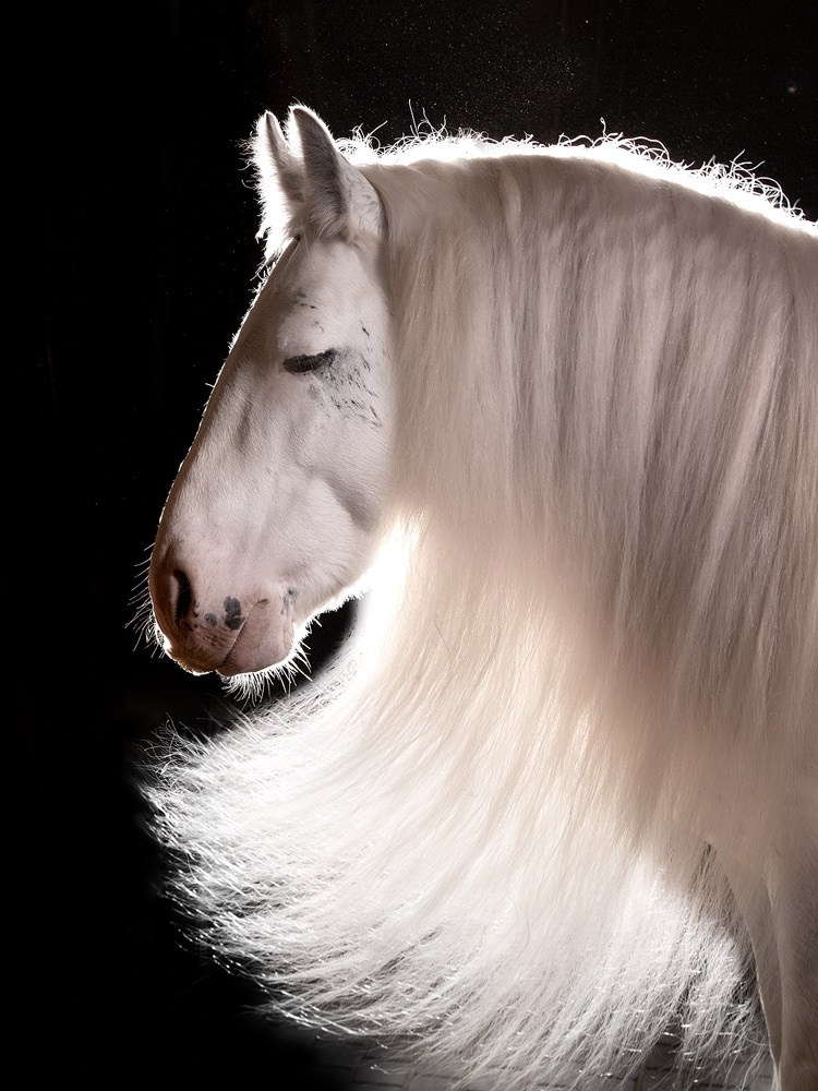 Студийная съёмка собак. Фотограф-анималист Natalia Deingel | Фотосъемка собак в Москве