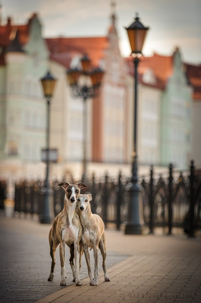 Съёмки собак на природе. Фотограф-анималист Natalia Deingel | Фотосъемка собак в Москве