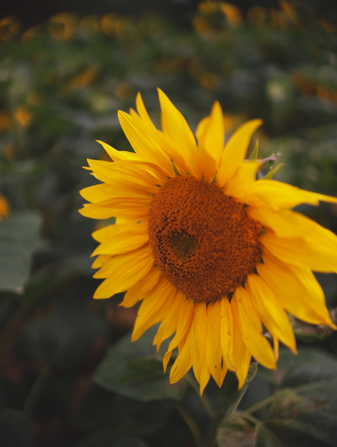 Подсолнухи. Семейный и свадебный фотограф в Минске Юлия Грин