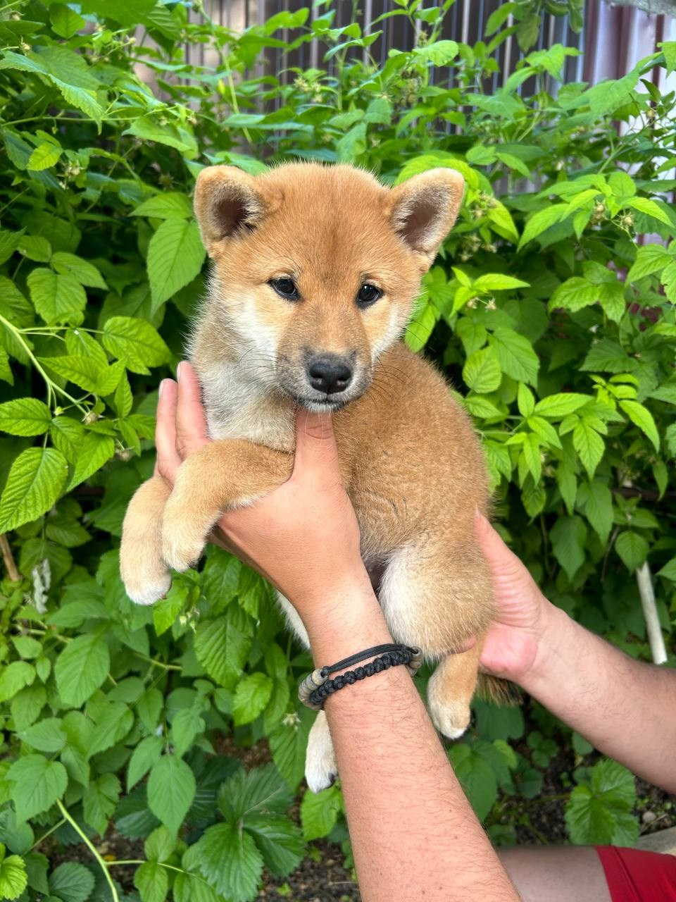 сиба питомник Рубилайт щенки на продажу rubylight  сиба щенки купить СПб Санкт-Петербург