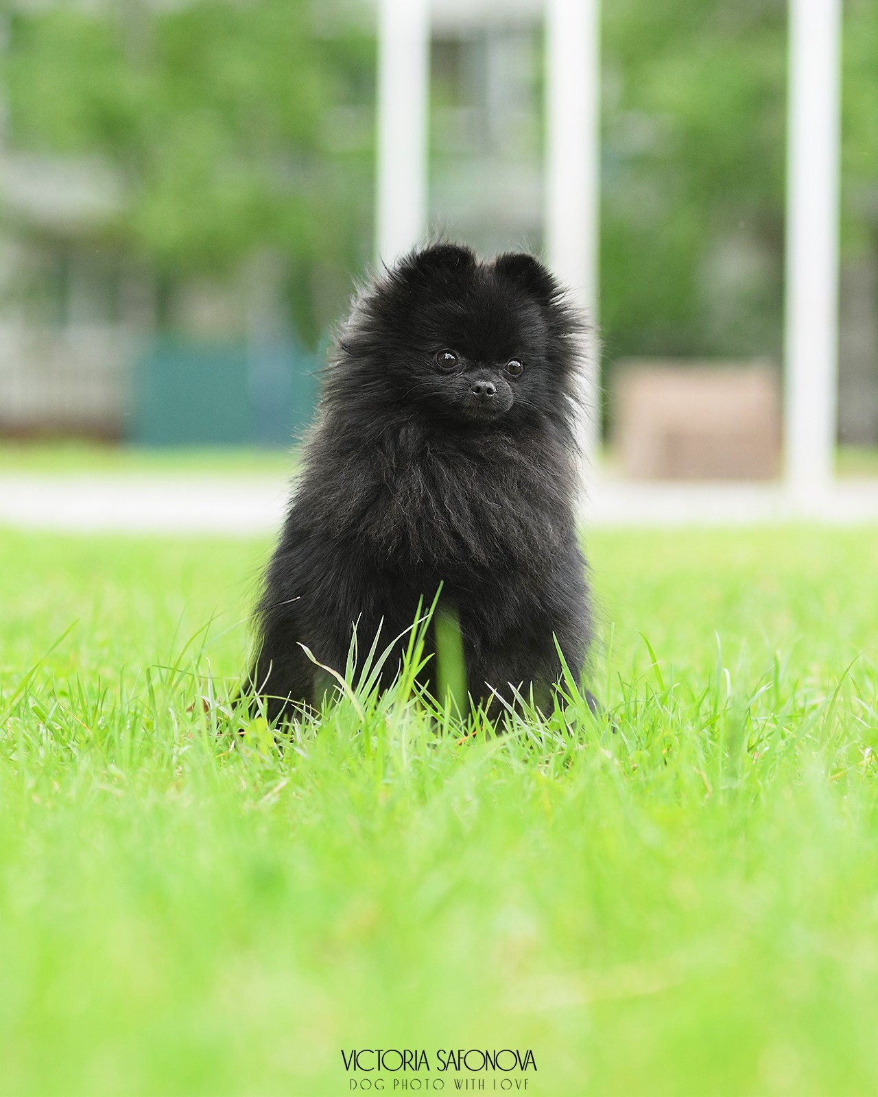 Померанский шпиц 07.06.2024. Фотограф анималист Благовещенск. Сафонова Виктория