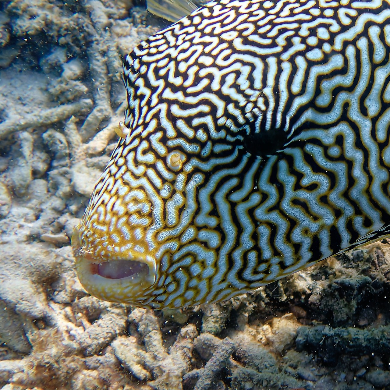 Мне посмотреть. Рыбов показываю
