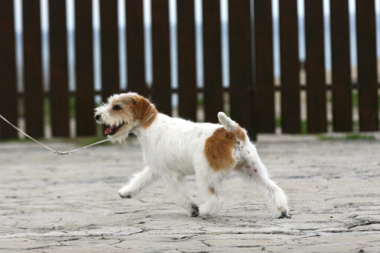 Lovely-Orange Colambina. Lovely-Orange питомник джек рассел терьеров