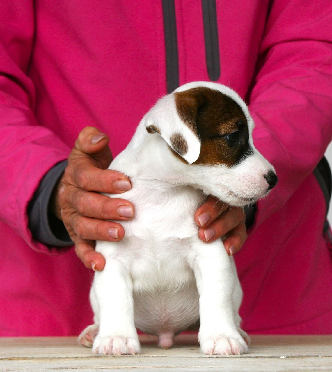Male 1 light brocken. Lovely-Orange питомник джек рассел терьеров