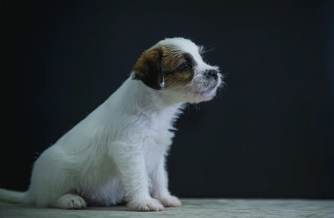 Сука 2. Lovely-Orange питомник джек рассел терьеров