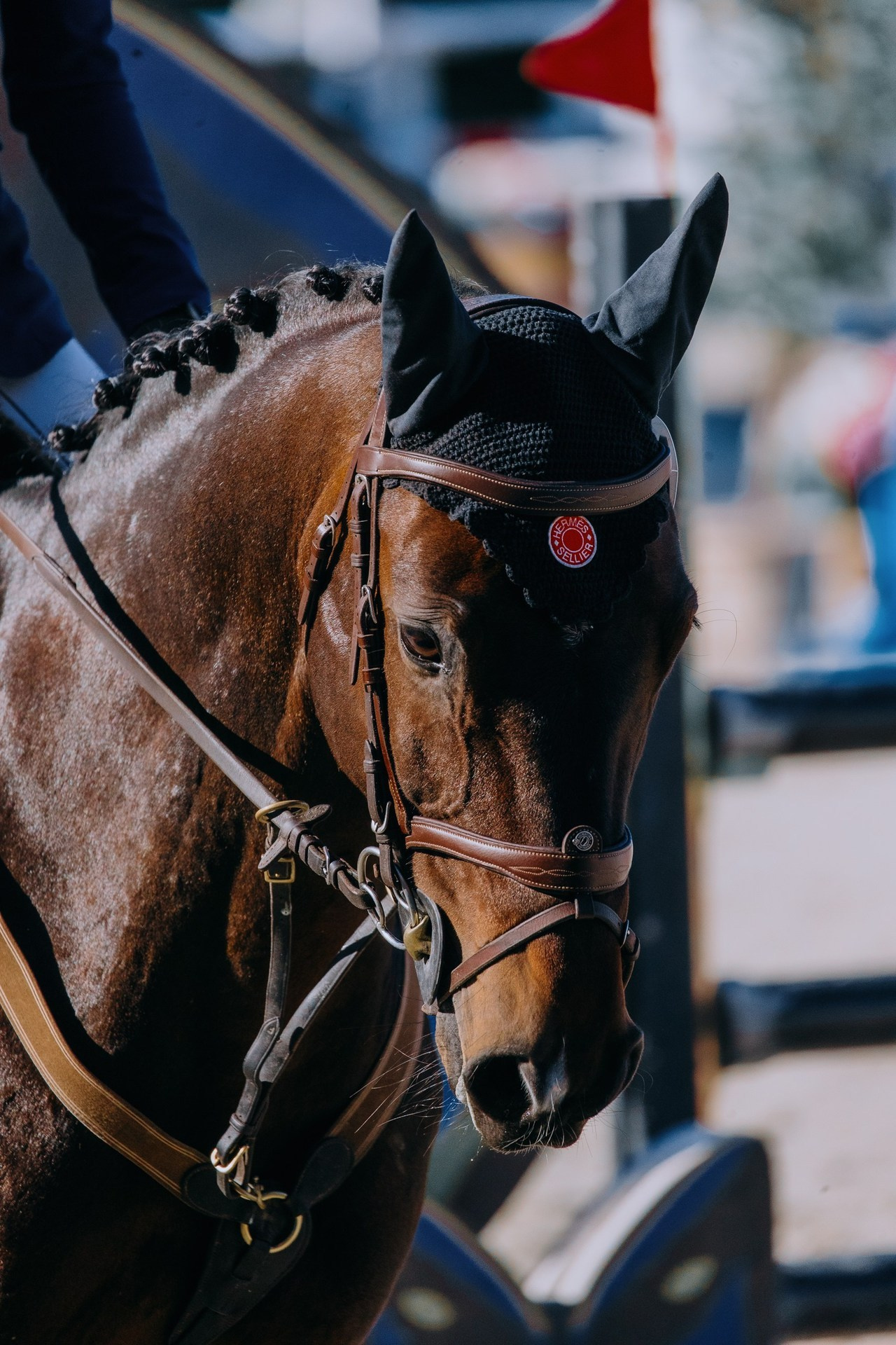 Отзывы. Фотограф-анималист Ксендзова Кристина