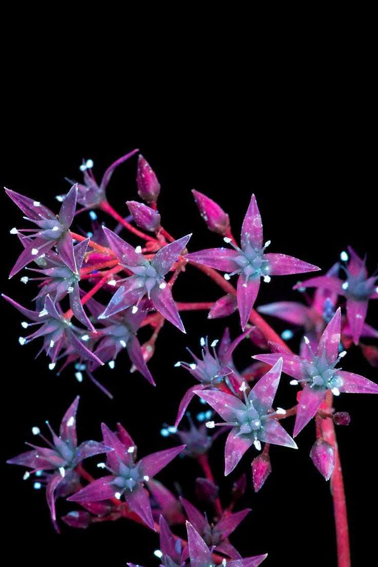 Светящиеся цветы | SVЕТЫ