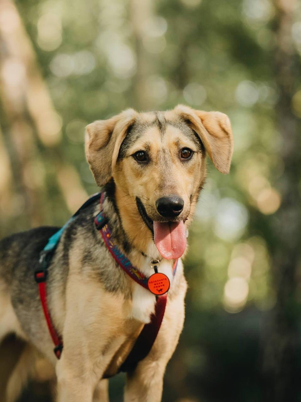 Ищут дом. Забери домой друга