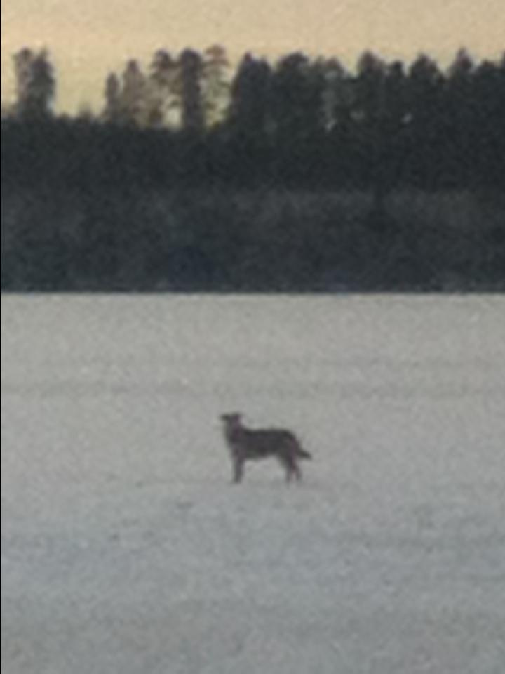 Как прекрасен этот мир — 2 (2019). Художник. Фотограф