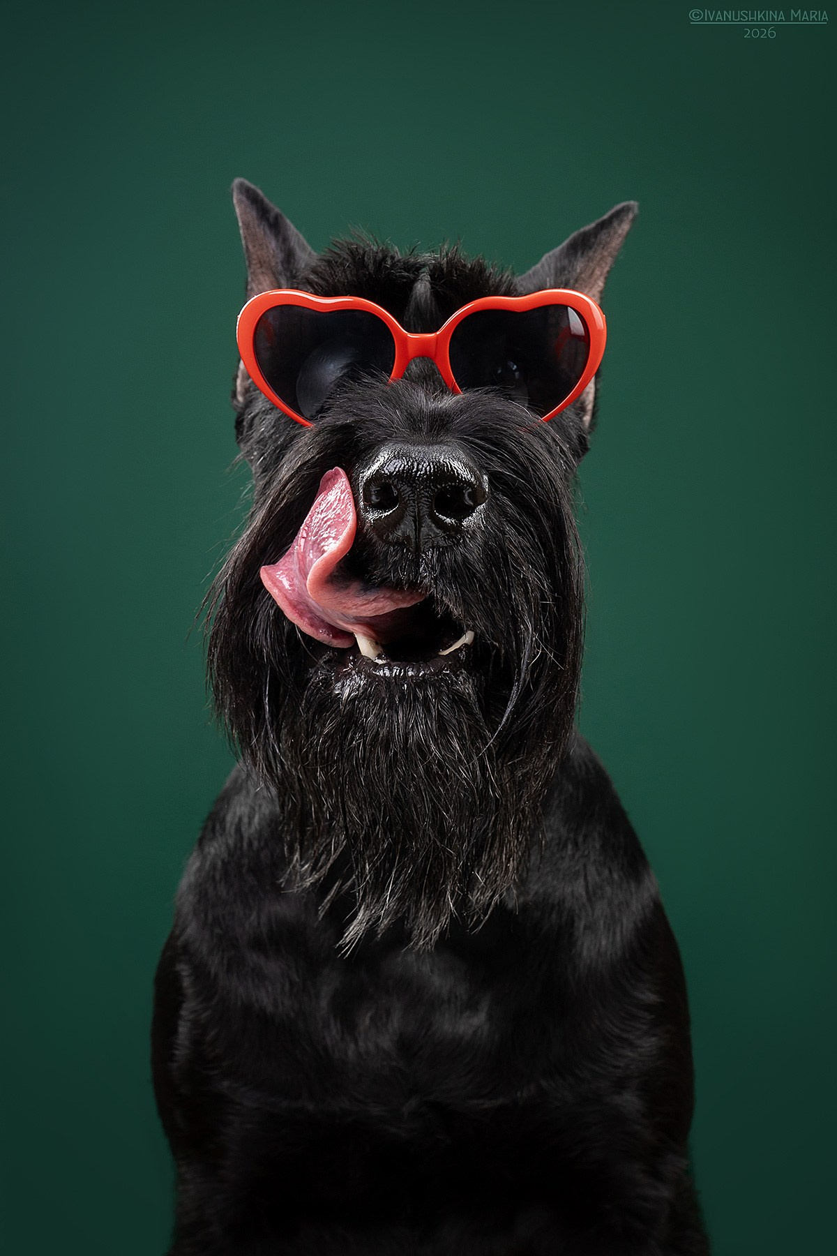 Фотосессия собаки в студии. Фотограф собак в Москве и Московской области Иванушкина Мария