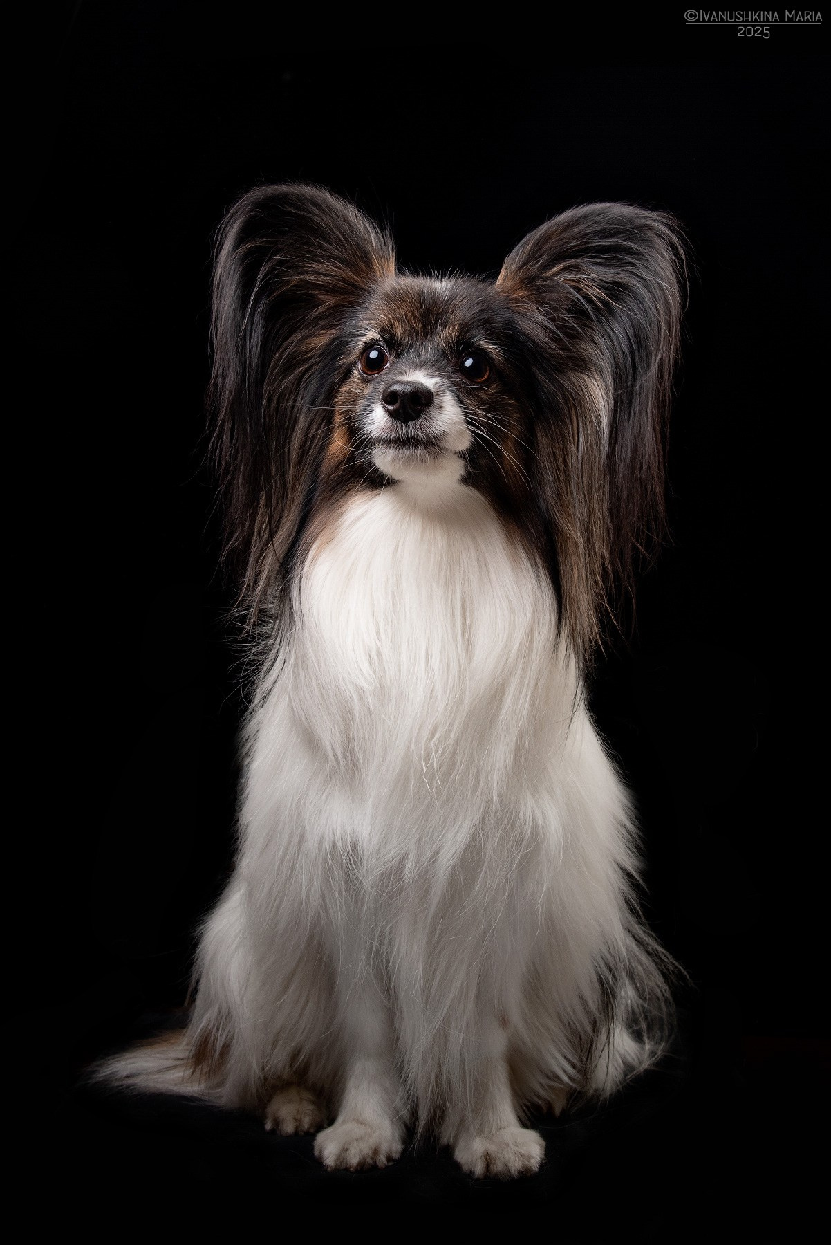 Фотосессия собаки в студии. Фотограф собак в Москве и Московской области Иванушкина Мария
