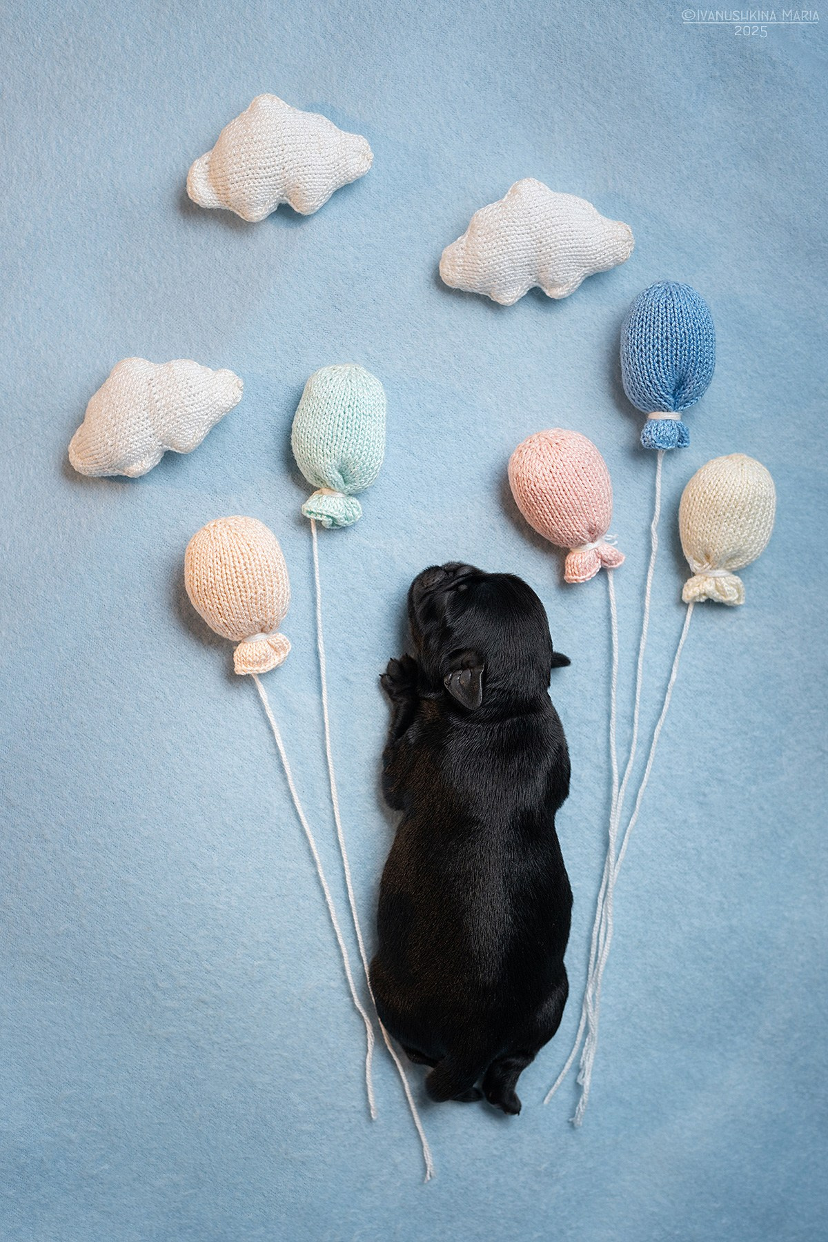 Ньюборн фотосессия щенков. Фотограф собак в Москве и Московской области Иванушкина Мария