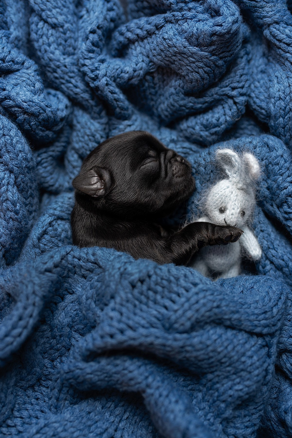 Ньюборн фотосессия щенков. Фотограф собак в Москве и Московской области Иванушкина Мария