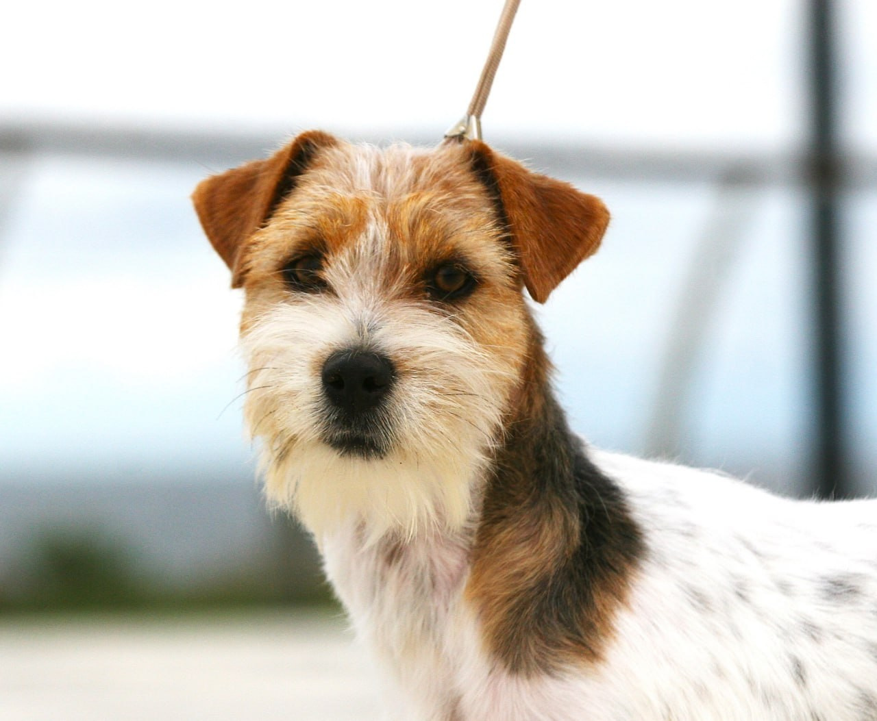 Lovely Orange Finka Del Mare Merlot. Lovely-Orange питомник джек рассел терьеров