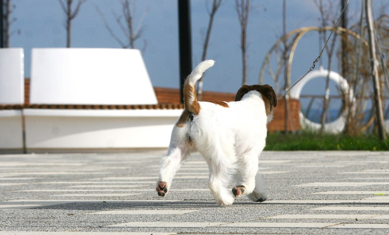 Lovely-Orange Escada. Lovely Orange kennel Jack Russell Terrier FCI/RKF