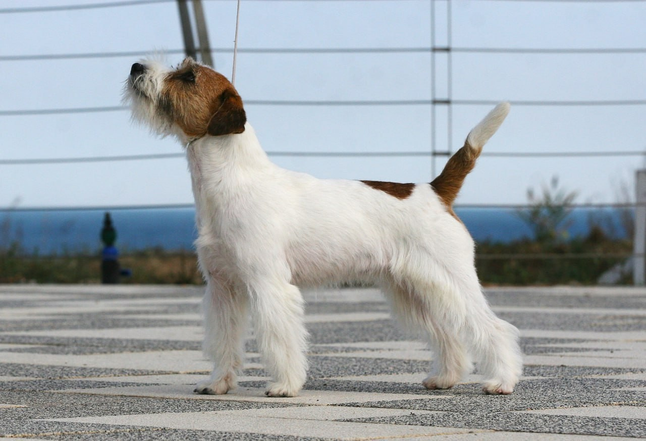 Lovely-Orange Escada. Lovely Orange kennel Jack Russell Terrier FCI/RKF