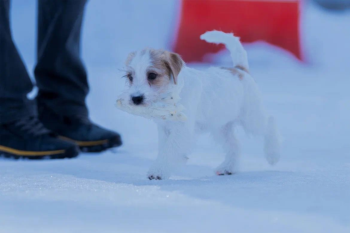 Сука 5. Lovely-Orange питомник джек рассел терьеров