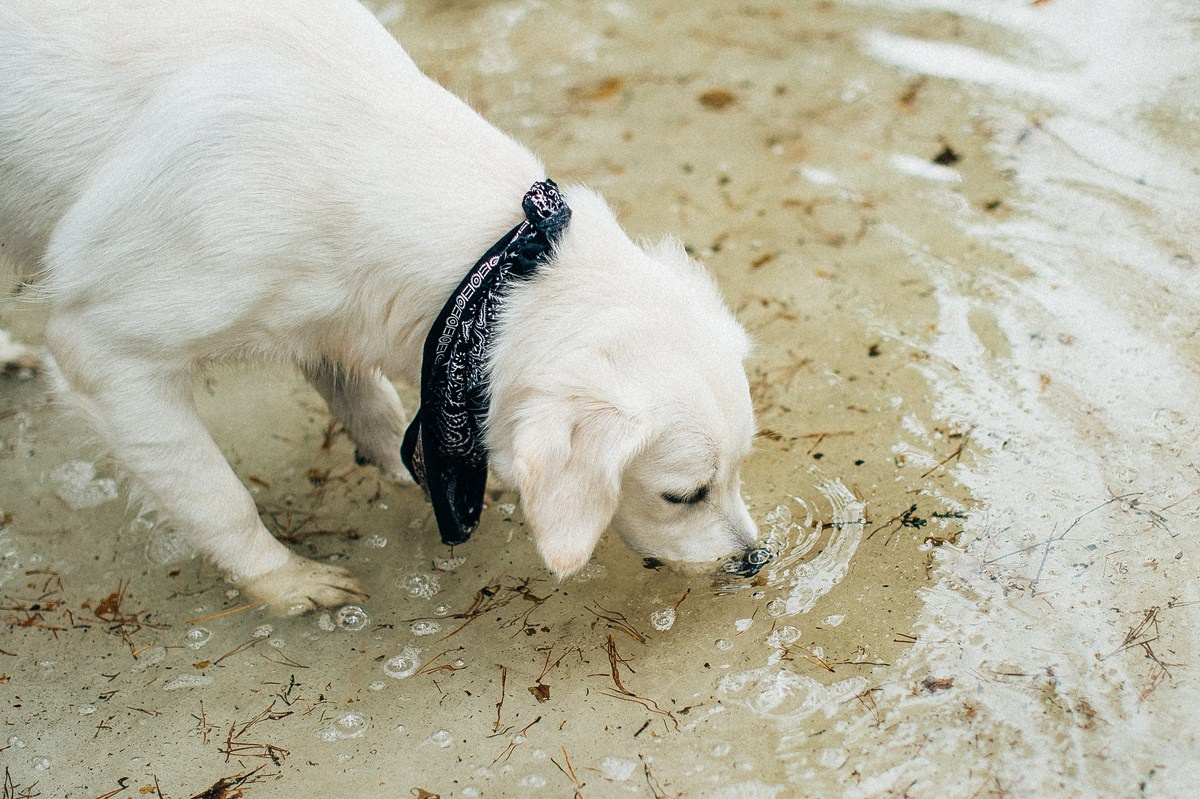 ШАНТИ и СЕМЬЯ. Свадебный и семейный фотограф РИТА БОЧКАРЁВА