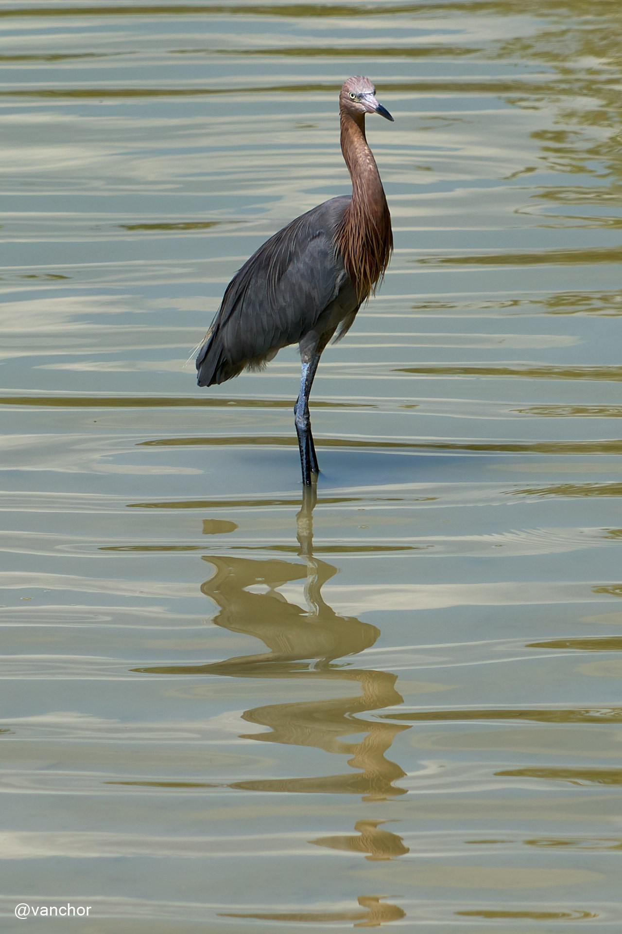Куба. Сиенага де Сапата. Объектив бродяги