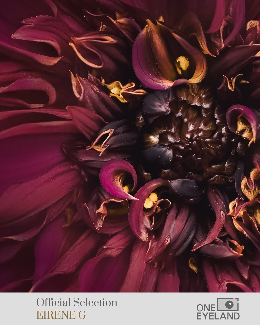 ONEEYELAND GALLERY. Eirene G |  Photoartist | Flowers from my garden