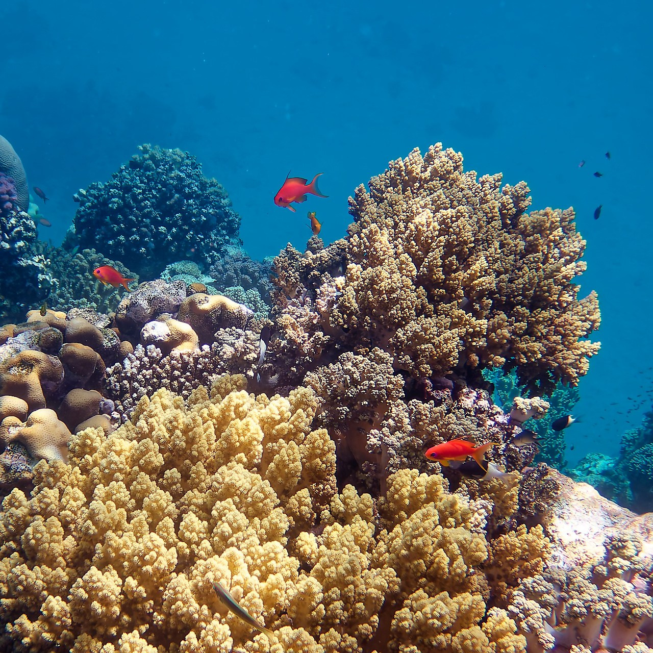 Мне посмотреть. Рыбов показываю