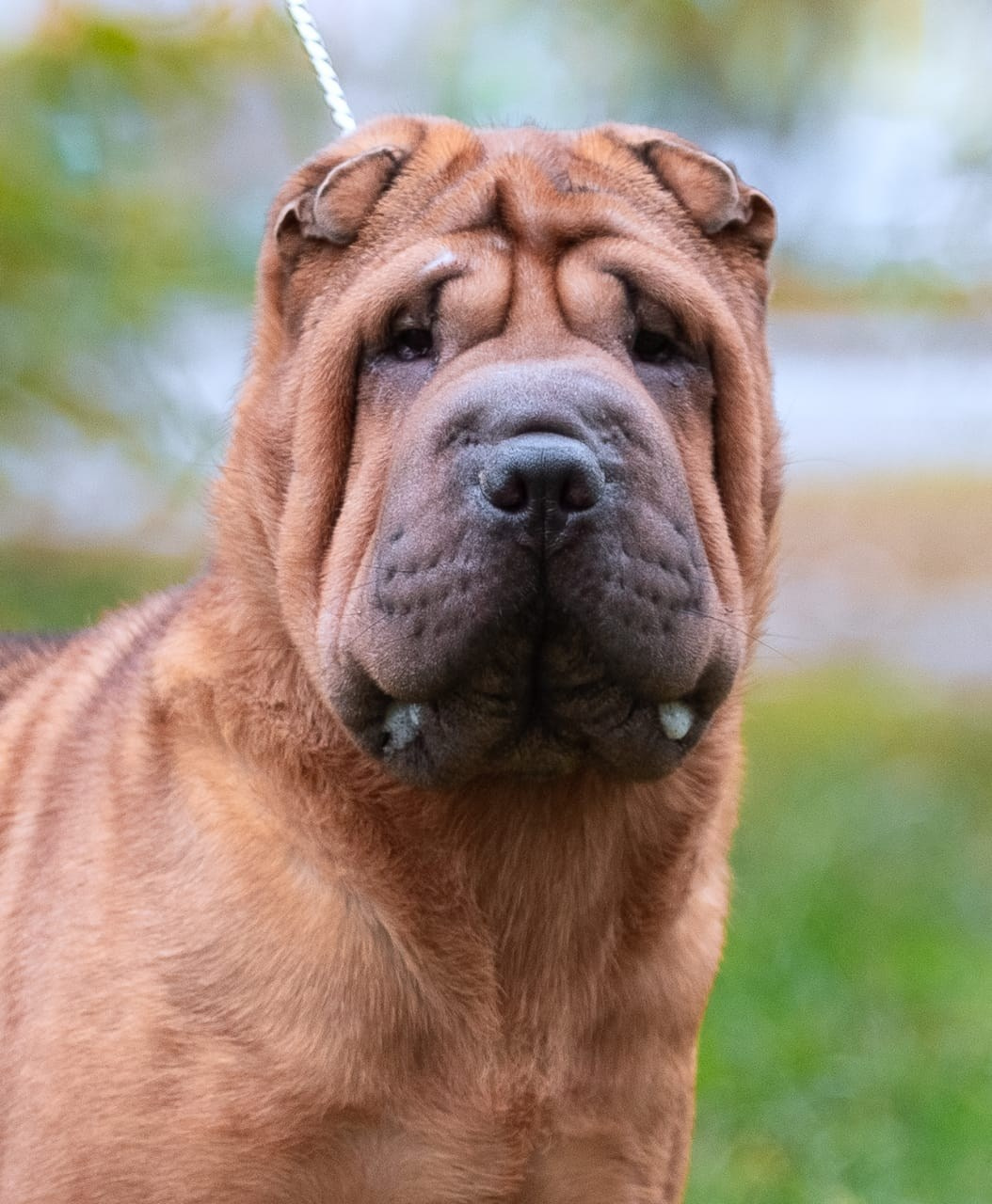 Купить Шарпей Волгоград, Купить Шарпея Волгоград, Купить щенка Шарпей Волгоград, ТОП питомник Шарпеев Волгоград, Питомник Шарпей  Волгоград, 