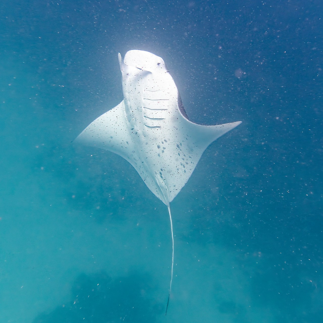 Мне посмотреть. Рыбов показываю