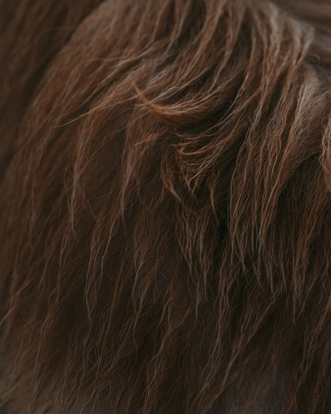 Рина и Марси. Фотограф анималист в Москве и Санкт-Петербурге Свиридова Анна