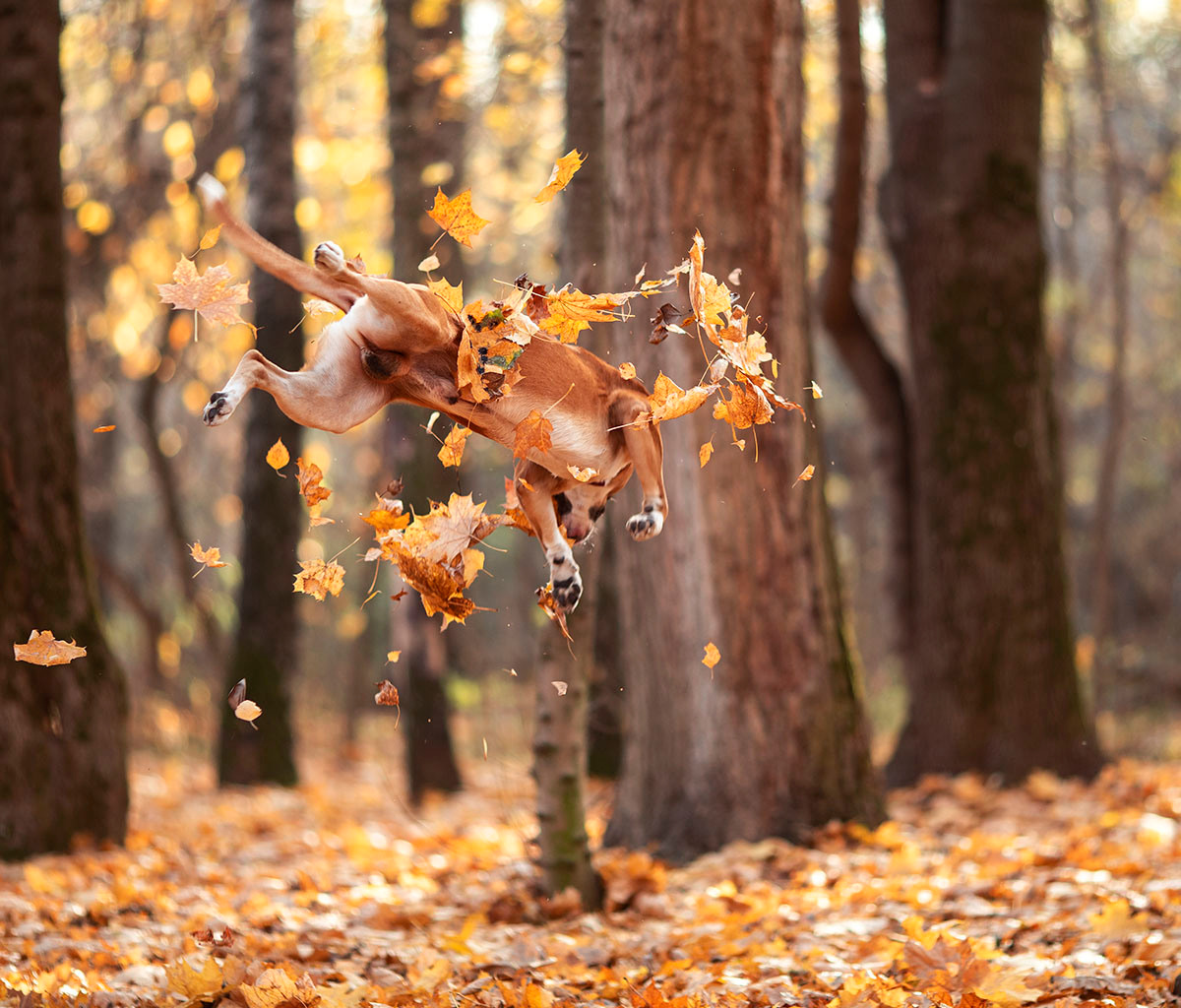 Фотосессии с собаками. Детский и семейный фотограф в Москве Юлия Стукалова