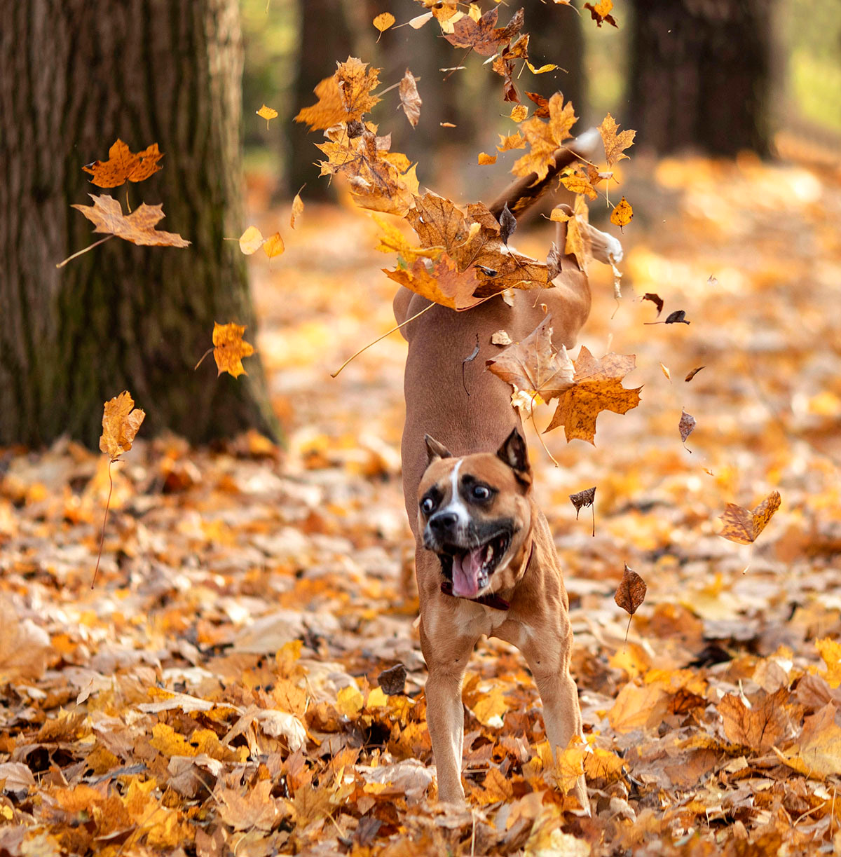 Фотосессии с собаками. Детский и семейный фотограф в Москве Юлия Стукалова