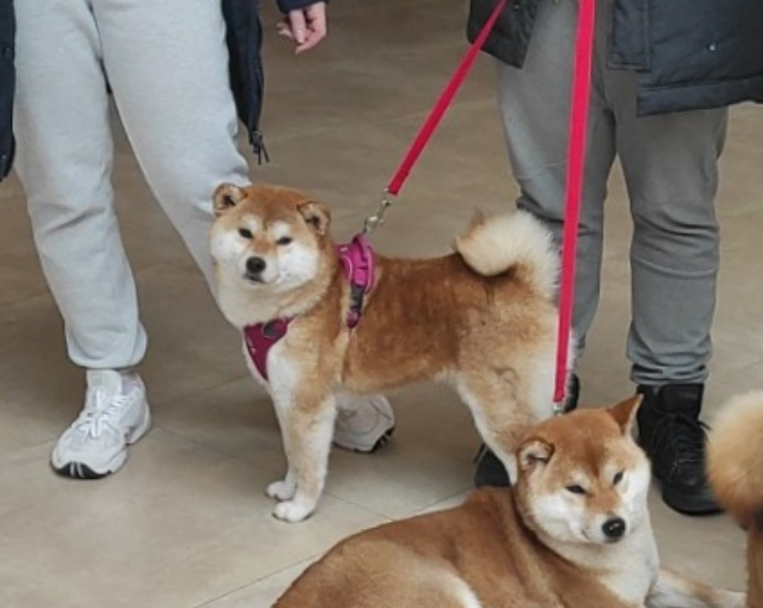 Rubylight Lava * Мико. Американская акита I Сиба ину I Питомник RUBYLIGHT