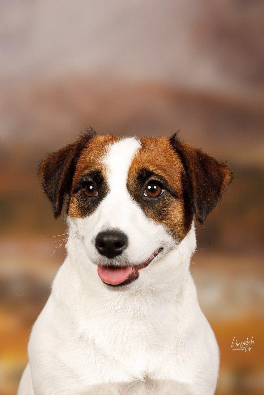 LOVELY-ORANGE NOT MONEY NOT HONEY. Lovely-Orange питомник джек рассел терьеров